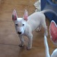 bull terrier macho €450 ahora €350